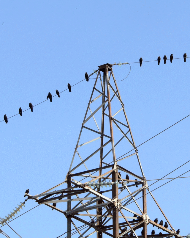 Wildlife-Related Outages: What Utilities Need to Know Before Fall Migration