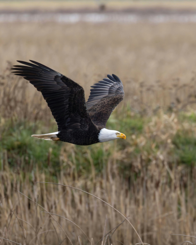 How Wildlife Guards Support Conservation and Protect Critical Infrastructure