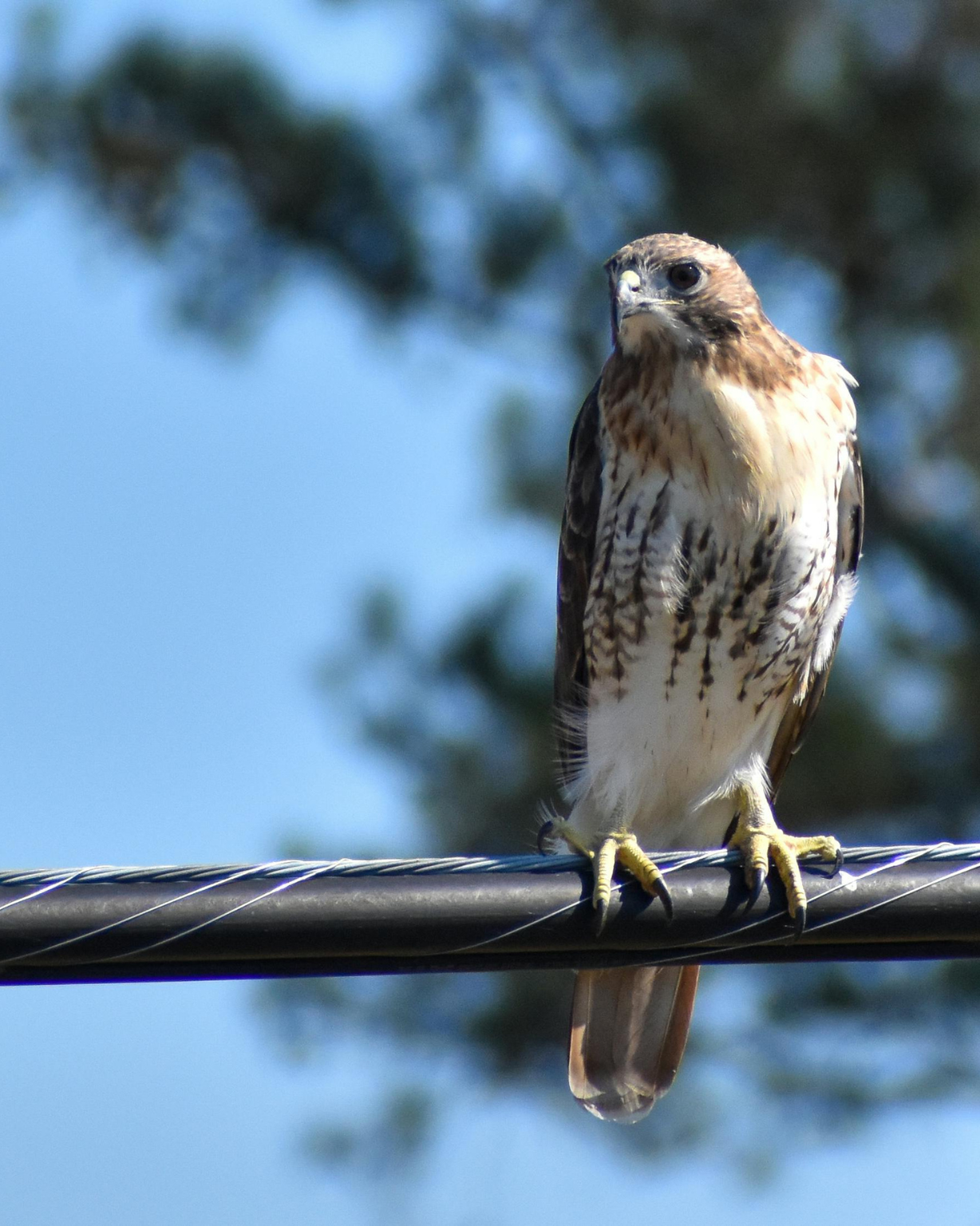 Wildlife Guards for Transformers: How Wildlife Protection Supports Grid ...